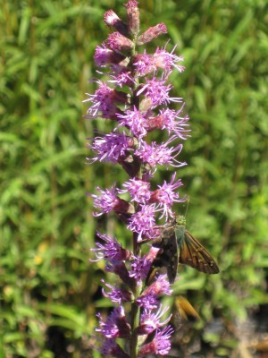 Blazing Star